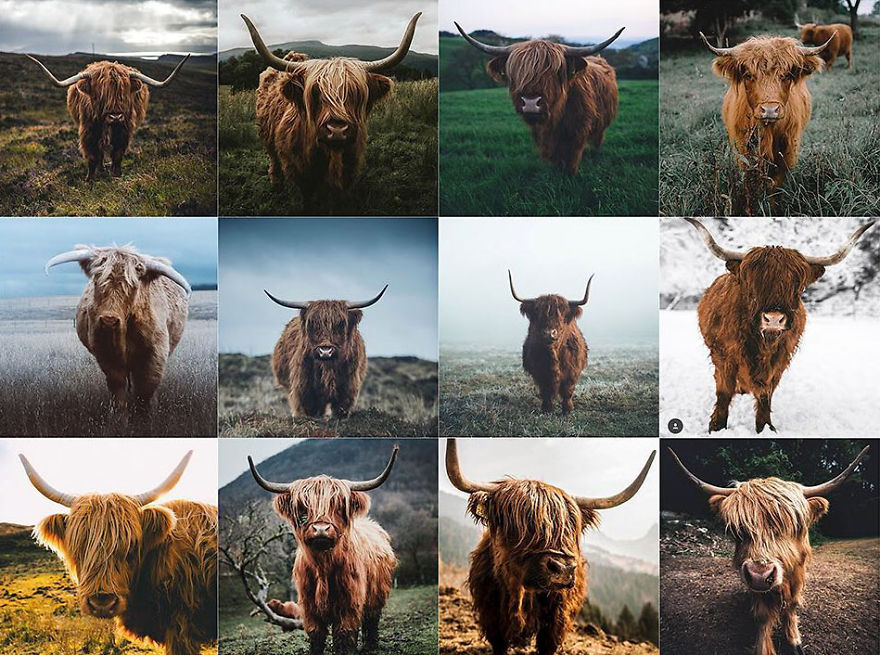 Before You Comment, I’m Not Blaming The Cows! I Understand That They Are All Unique Creatures That Are Each Different In Their Own Ways And Deserve To Be Photographed Infinitely... But On The Other Hand, They Aren’t.