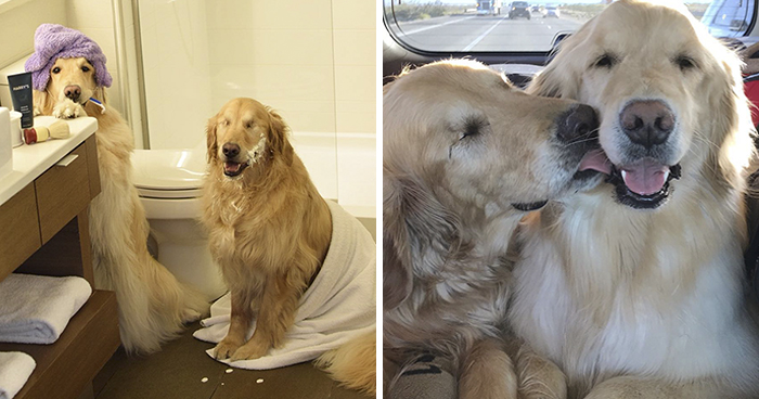 La amistad entre este golden retriever ciego y su perro guía derrite el corazón de la gente