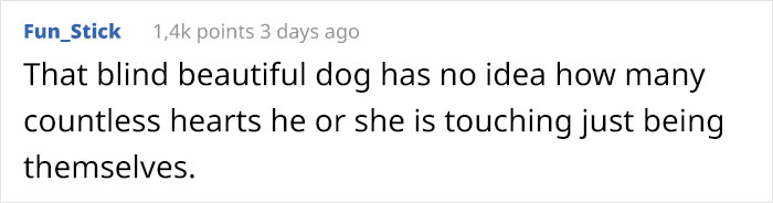 This Blind Golden Retriever And His Guide Dog Best Friend Are Warming People's Hearts This Blind Golden Retriever And His Guide Dog Best Friend Are Warming People's Hearts