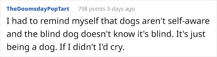 This Blind Golden Retriever And His Guide Dog Best Friend Are Warming People's Hearts This Blind Golden Retriever And His Guide Dog Best Friend Are Warming People's Hearts