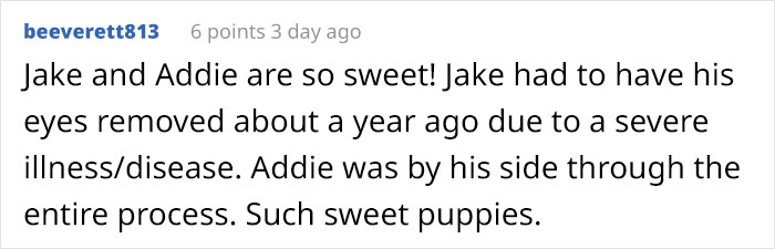 This Blind Golden Retriever And His Guide Dog Best Friend Are Warming People's Hearts This Blind Golden Retriever And His Guide Dog Best Friend Are Warming People's Hearts