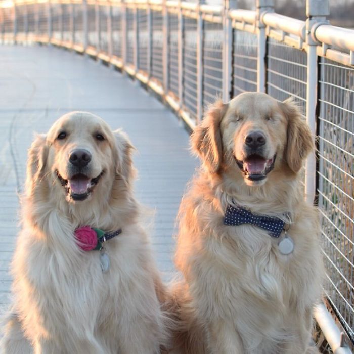 This Blind Golden Retriever And His Guide Dog Best Friend Are Warming People's Hearts This Blind Golden Retriever And His Guide Dog Best Friend Are Warming People's Hearts