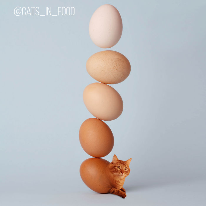 Cats In Food Photoshop