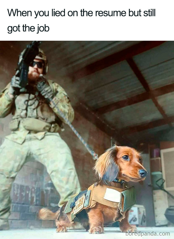 Dog in tactical vest with handler, illustrating a funny job interview meme.