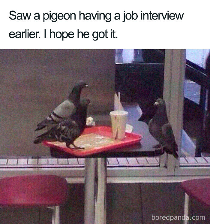 Pigeons humorously appear to have a job interview at a fast food table, embracing a funny meme theme.