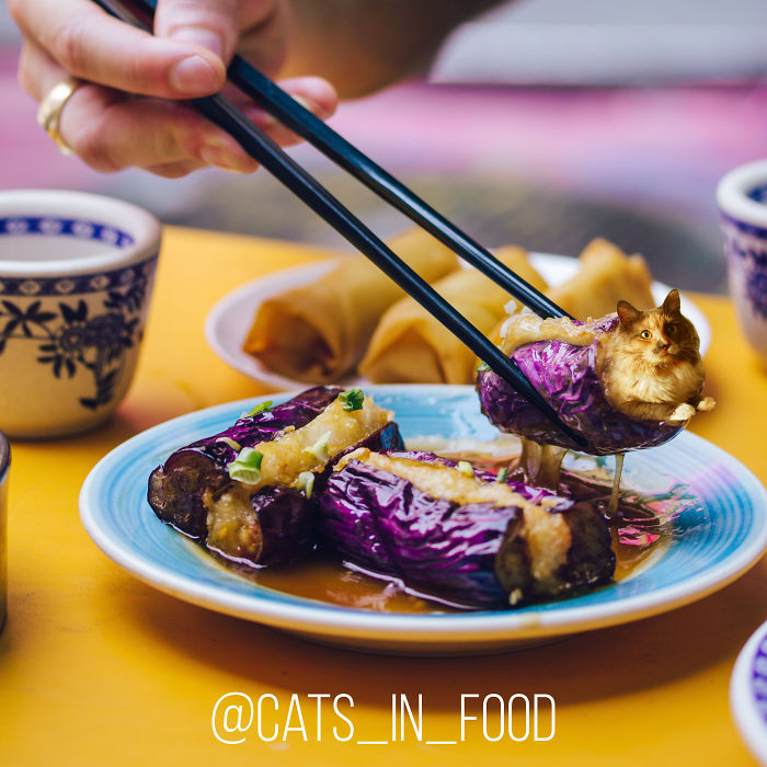 Cats In Food Photoshop