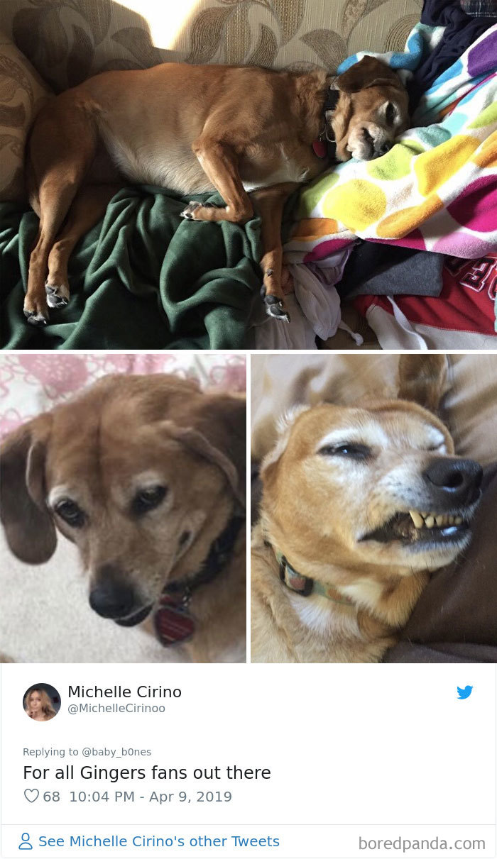 Least-Flattering-Pets