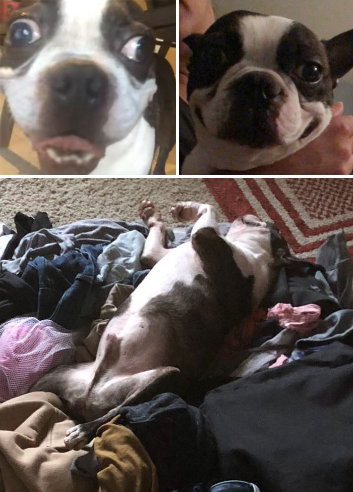 Least-Flattering-Pets