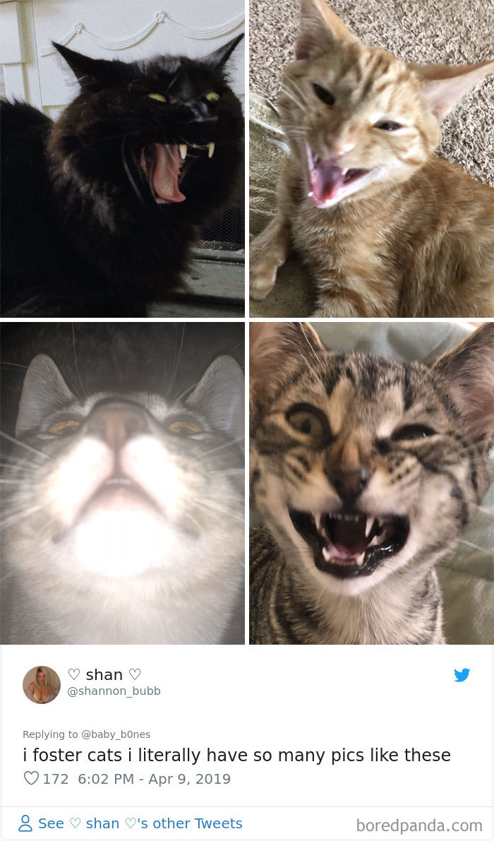 Least-Flattering-Pets