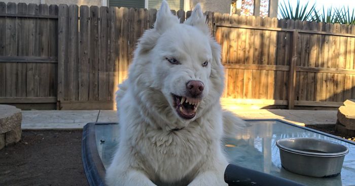 People Are Sharing The Most Unflattering Pics Of Their Pets And It’s Hilarious (30 Pics)