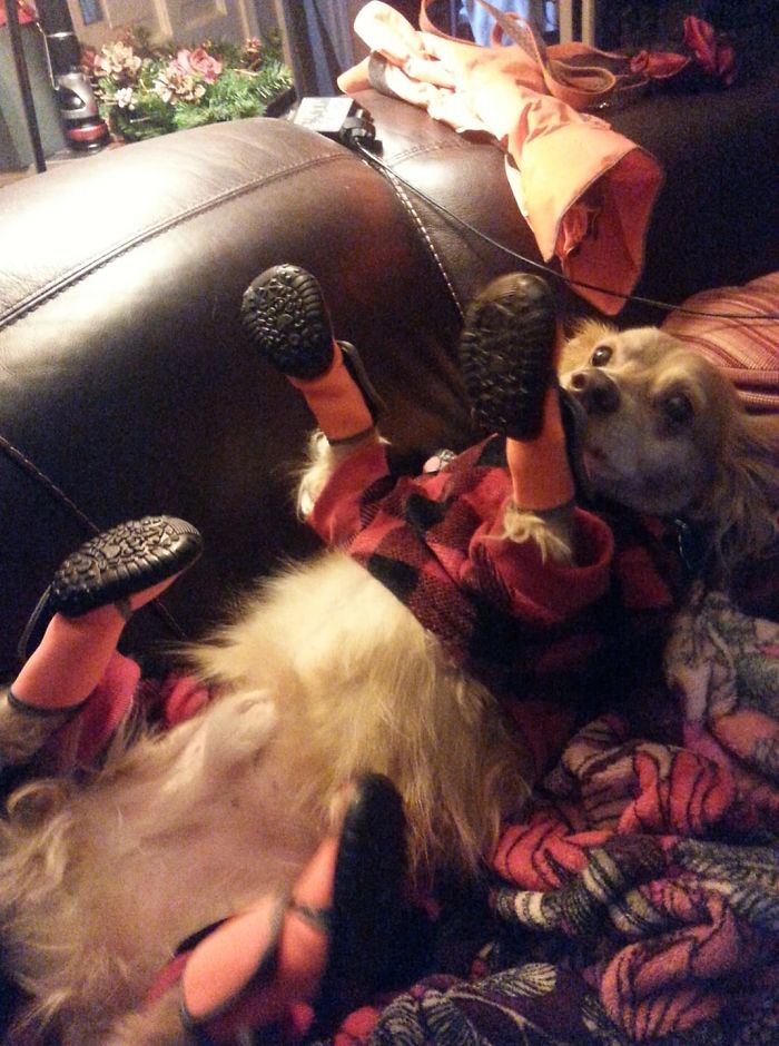 The Indignity Of Dog Boots