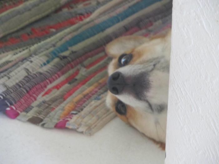 This *was* An Adorable Pic Of My Bella Sleeping. She Opened Her Eyes The Second She Heard My Camera Click And....