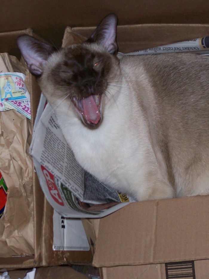 My Boy Sammy Is Ridiculously Handsome (My Avatar) But He Looks Like A Devil Cat Here, His Eye Looks Orange