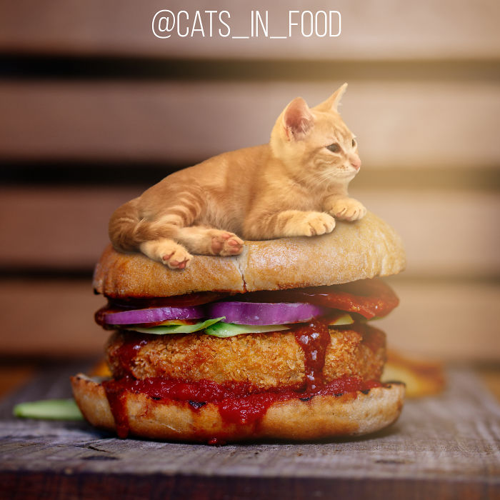 Cats In Food Photoshop