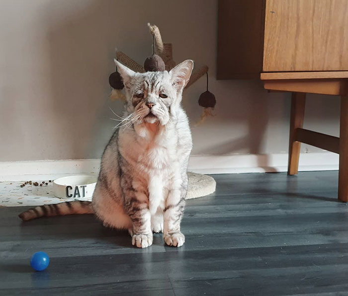 Cat With Ehlers-Danlos Syndrome Finally Finds Forever Home, And His Humans Are Making Sure He's Living A Happy Life Cat With Ehlers-Danlos Syndrome Finally Finds Forever Home, And His Humans Are Making Sure He's Living A Happy Life