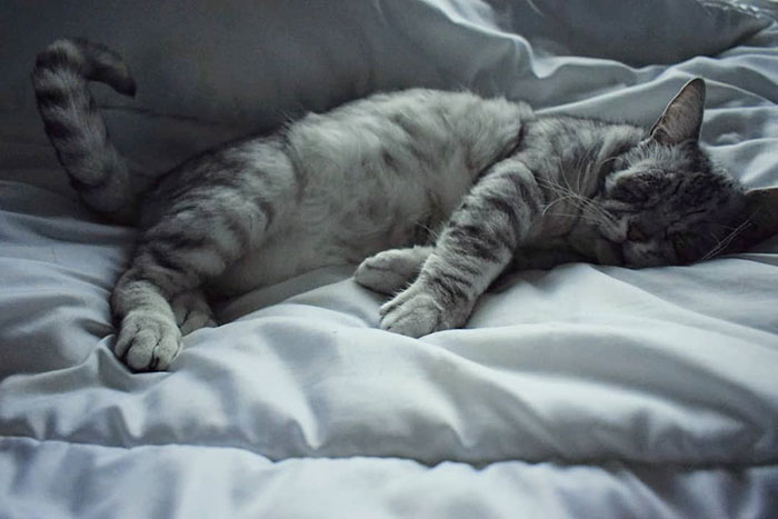 Cat With Ehlers-Danlos Syndrome Finally Finds Forever Home, And His Humans Are Making Sure He's Living A Happy Life Cat With Ehlers-Danlos Syndrome Finally Finds Forever Home, And His Humans Are Making Sure He's Living A Happy Life