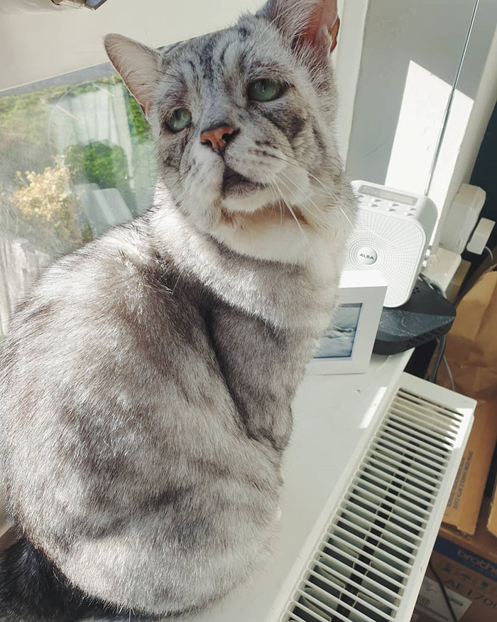 Cat With Ehlers-Danlos Syndrome Finally Finds Forever Home, And His Humans Are Making Sure He's Living A Happy Life Cat With Ehlers-Danlos Syndrome Finally Finds Forever Home, And His Humans Are Making Sure He's Living A Happy Life