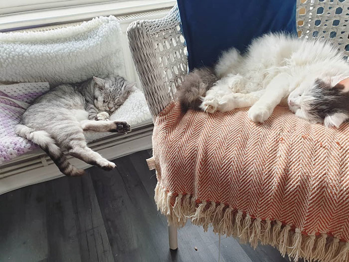 Cat With Ehlers-Danlos Syndrome Finally Finds Forever Home, And His Humans Are Making Sure He's Living A Happy Life Cat With Ehlers-Danlos Syndrome Finally Finds Forever Home, And His Humans Are Making Sure He's Living A Happy Life