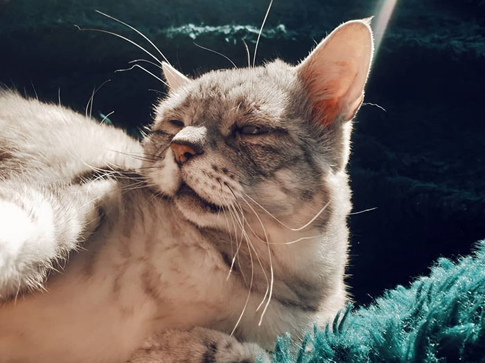 Cat With Ehlers-Danlos Syndrome Finally Finds Forever Home, And His Humans Are Making Sure He's Living A Happy Life Cat With Ehlers-Danlos Syndrome Finally Finds Forever Home, And His Humans Are Making Sure He's Living A Happy Life