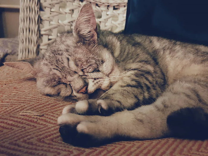 Cat With Ehlers-Danlos Syndrome Finally Finds Forever Home, And His Humans Are Making Sure He's Living A Happy Life Cat With Ehlers-Danlos Syndrome Finally Finds Forever Home, And His Humans Are Making Sure He's Living A Happy Life