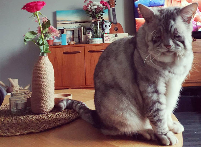 Cat With Ehlers-Danlos Syndrome Finally Finds Forever Home, And His Humans Are Making Sure He's Living A Happy Life Cat With Ehlers-Danlos Syndrome Finally Finds Forever Home, And His Humans Are Making Sure He's Living A Happy Life