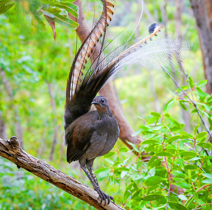 I Photographed The Best Copycat Bird In The World, Lyrebird