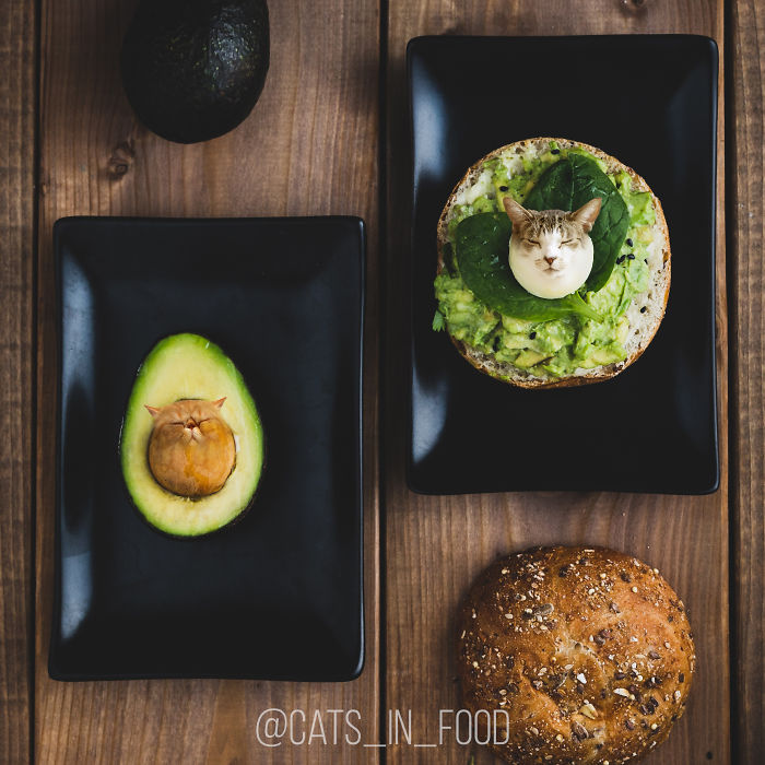 Cats In Food Photoshop