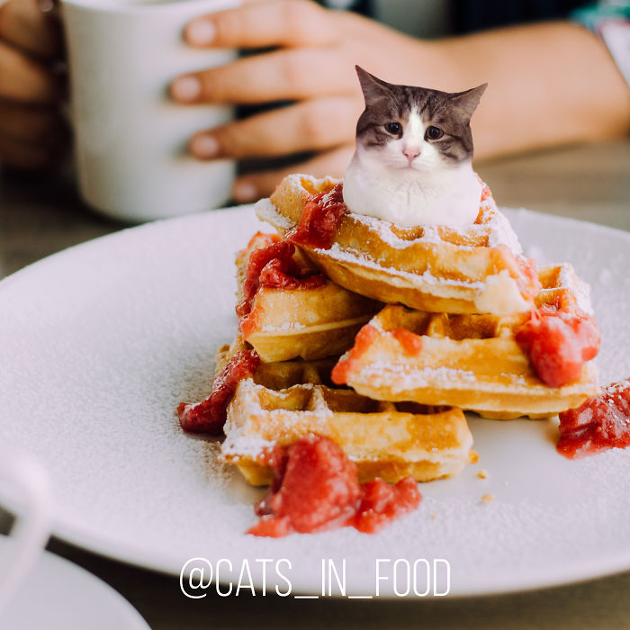 Cats In Food Photoshop