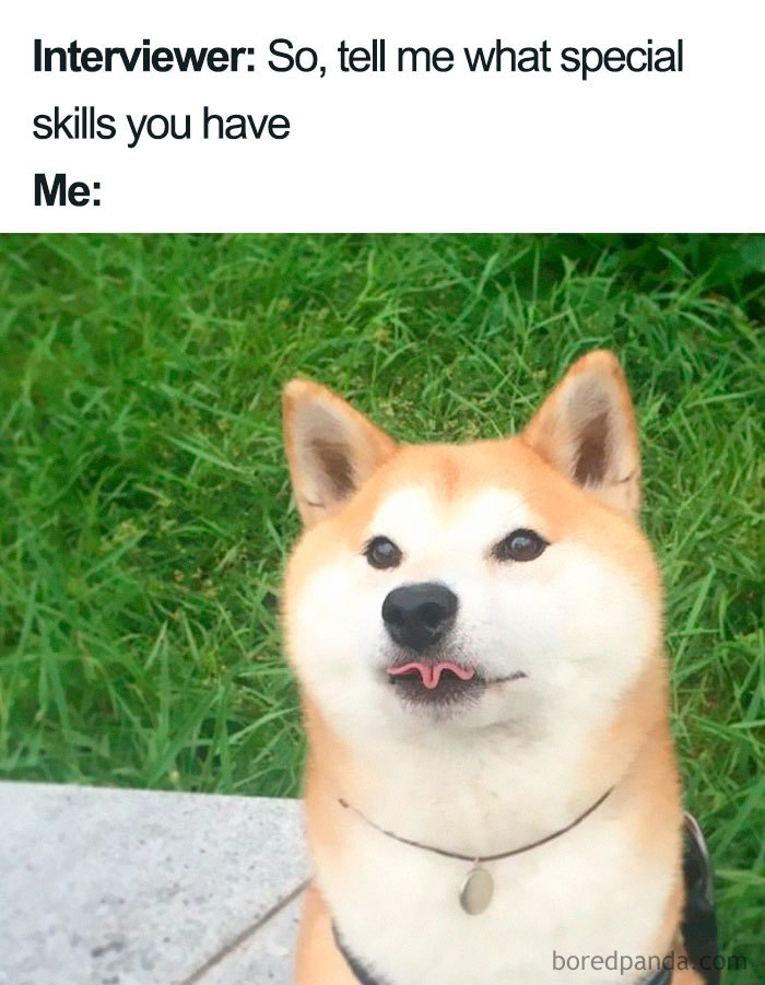 Funny job interview meme with a Shiba Inu dog looking puzzled when asked about special skills.