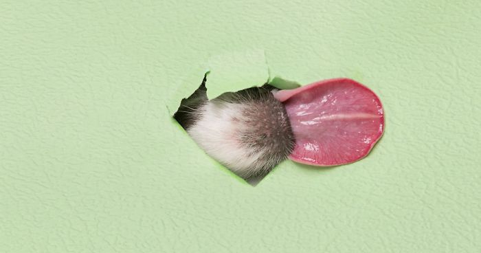 I Took Pictures Of Dogs Posing Through Torn Paper In My Studio (10 Pics)