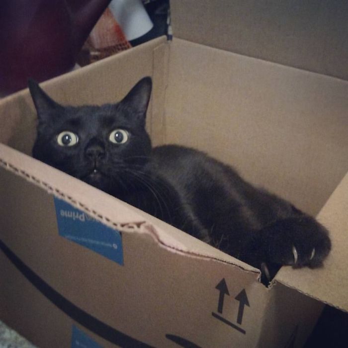 Surprise! It's @el.pusigato!