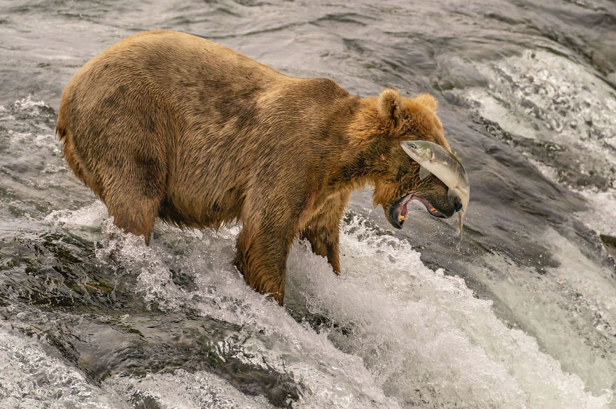 People's Choice, Nature: 'Practice Makes Perfect' By Taylor Albright