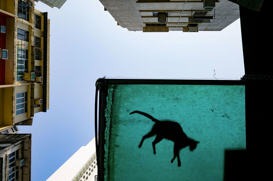People's Choice, Cities: 'Cat In The City Sky' By Jonas Chan