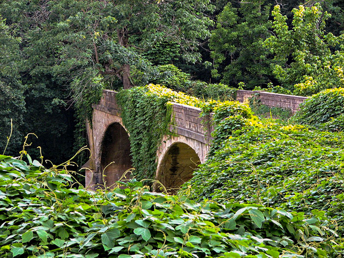 Kudzu Claims A Bridge