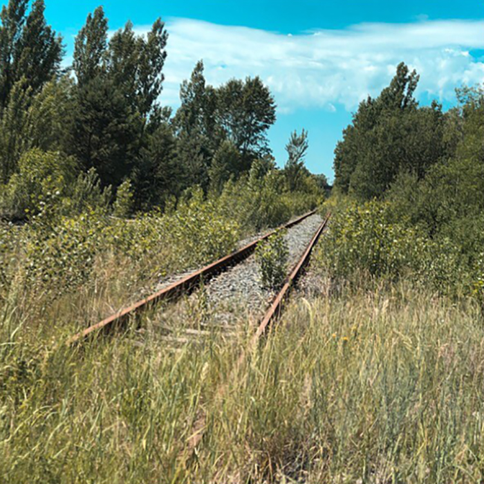 Overgrown Rails. Nature Takes Everything Back