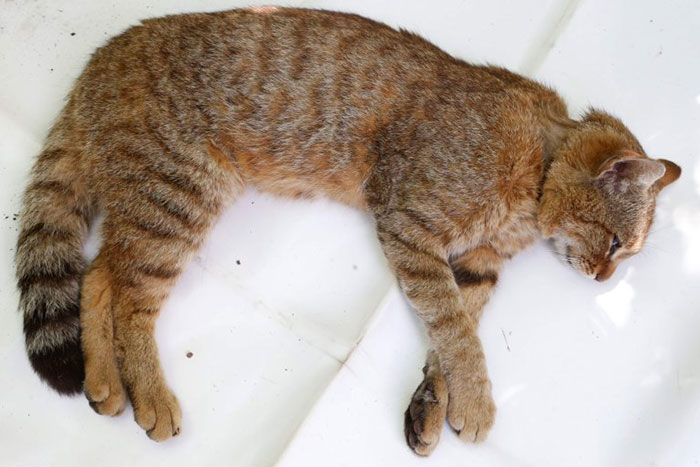 Scientists Discovered A New Cat-Fox Species Which Was Previously Believed To Be A Myth