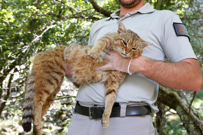 Scientists Discovered A New Cat-Fox Species Which Was Previously Believed To Be A Myth