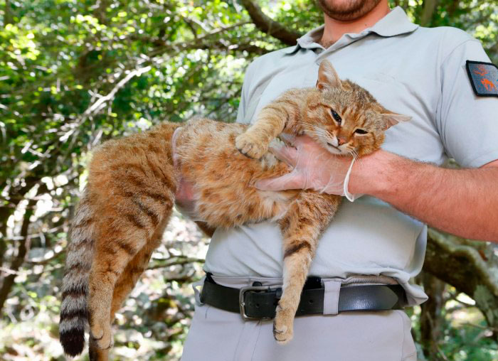 Scientists Discovered A New Cat-Fox Species Which Was Previously Believed To Be A Myth