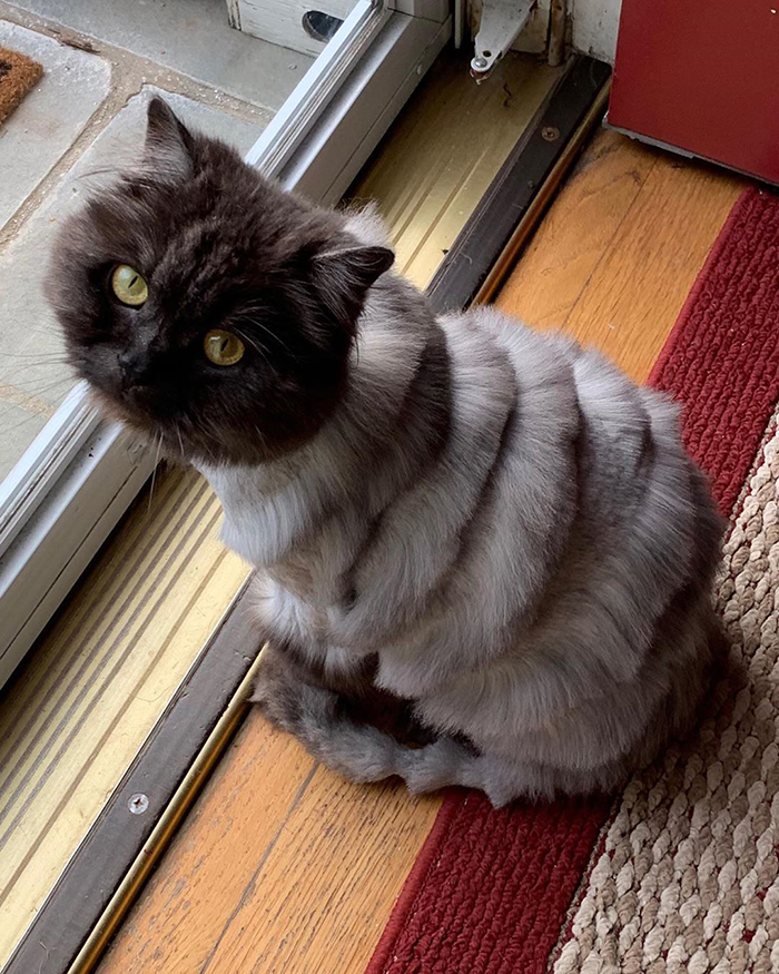 Dad Takes Family Cat To Pet Groomer And Returns With A Cat That Looks Like Accordion Dad Takes Family Cat To Pet Groomer And Returns With A Cat That Looks Like Accordion