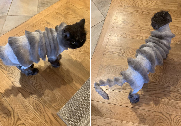 Dad Takes Family Cat To Pet Groomer And Returns With A Cat That Looks Like Accordion Dad Takes Family Cat To Pet Groomer And Returns With A Cat That Looks Like Accordion
