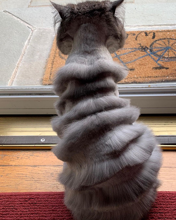Dad Takes Family Cat To Pet Groomer And Returns With A Cat That Looks Like Accordion Dad Takes Family Cat To Pet Groomer And Returns With A Cat That Looks Like Accordion