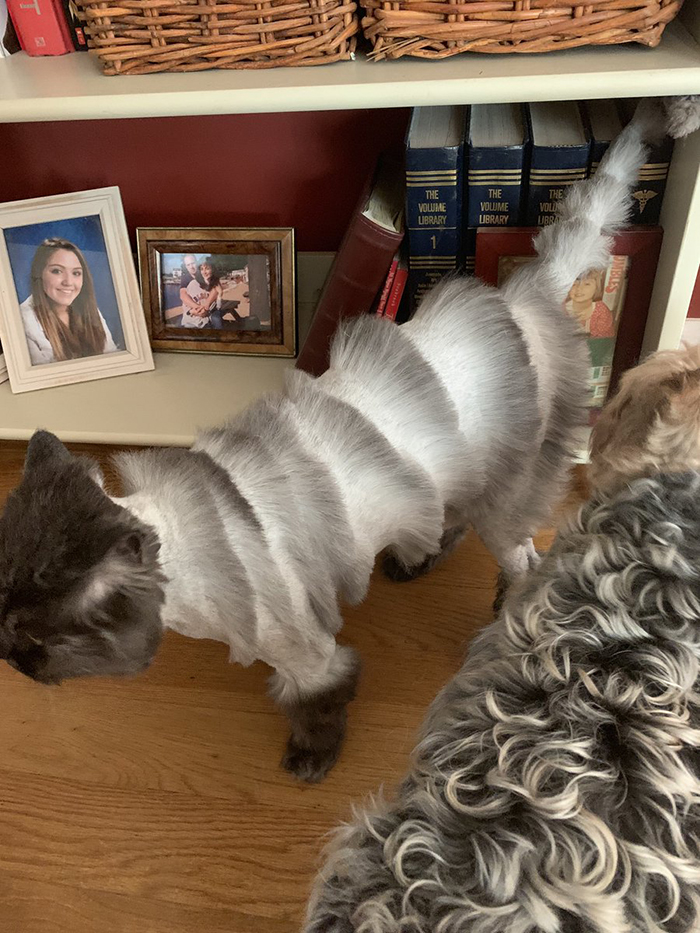 Dad Takes Family Cat To Pet Groomer And Returns With A Cat That Looks Like Accordion Dad Takes Family Cat To Pet Groomer And Returns With A Cat That Looks Like Accordion