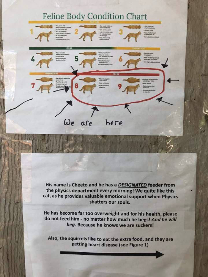 Students Come Up With An Ingenious And Funny Graph To Stop People From Feeding Their Overweight Campus Cat Students Come Up With An Ingenious And Funny Graph To Stop People From Feeding Their Overweight Campus Cat