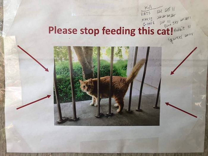 Students Come Up With An Ingenious And Funny Graph To Stop People From Feeding Their Overweight Campus Cat Students Come Up With An Ingenious And Funny Graph To Stop People From Feeding Their Overweight Campus Cat