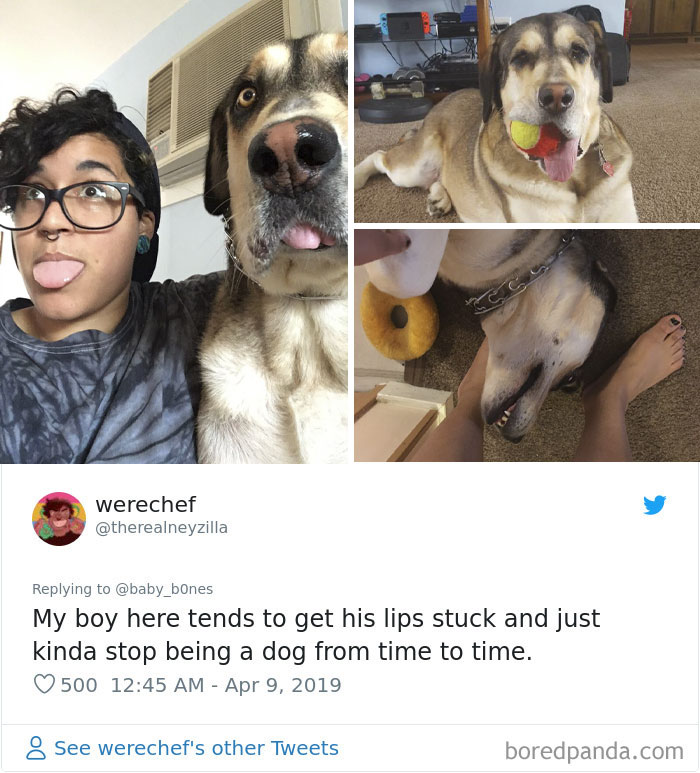 Least-Flattering-Pets