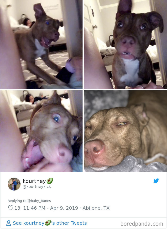 Least-Flattering-Pets