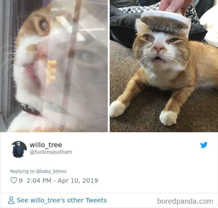 Least-Flattering-Pets