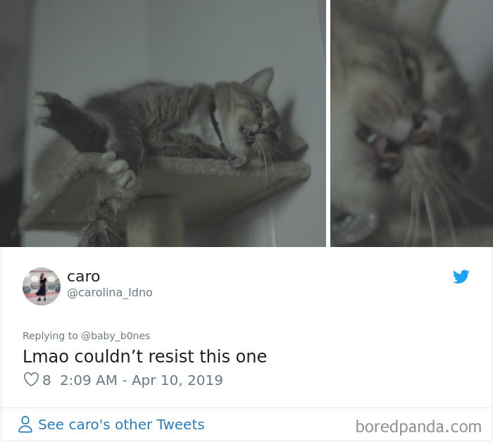 Least-Flattering-Pets