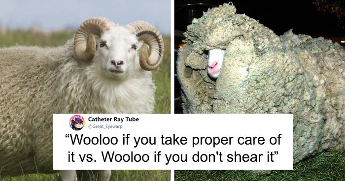 PETA Uses Wooloo Pokemon To Stop People From Using Wool, Gets Roasted Badly