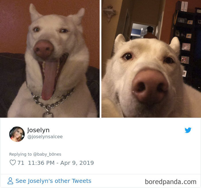 Least-Flattering-Pets